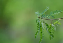 Daun Kelor Semakin Dilirik, Ini Manfaatnya bagi Kesehatan Tubuh