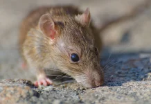 Belum Ada Kasus Hantavirus di Bogor, Warga Diminta Tetap Waspada