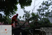 Pohon Tumbang di Tanah Sareal Timpa Kabel dan Atap Rumah Warga