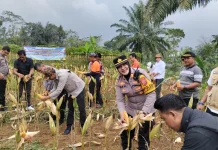 Polsek Megamendung Panen Jagung Hibrida Dukung Program Asta Cita Presiden