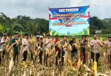Polsek Nanggung Panen Jagung Hibrida, Dukung Swasembada Pangan