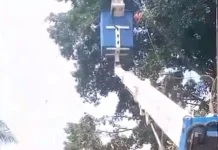 Pemerintah Desa Ciseeng Tebang Pohon Beringin yang Membahayakan Pengguna Jalan