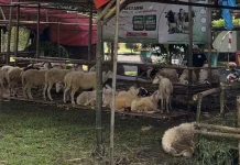Dokter Hewan Mengimbau Masyarakat Teliti dalam Memilih Hewan Kurban yang Sehat