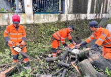 Pohon Tumbang Ganggu Akses Jalan Warga di Bogor Selatan