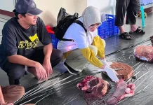 Ribuan Hewan Kurban jadi Sasaran Pemantauan DKPP Kota Bogor Selama Idul Adha