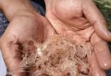 Pemerintah Dorong Peningkatan Eksport Lobster Nasional Berbasis Masyarakat
