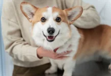 International Corgi Day 4 Juni, Hari Khusus untuk Anjing Berkaki Pendek