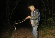 Edukasi Reptil Mengutamakan Keselamatan Bukan Aksi Sensasional Viral