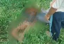 Polisi Tangani Kasus Bocah Meninggal Dunia akibat Digigit Anjing di Jasinga
