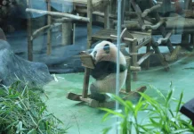 Lahir di Bogor, Baby Panda Rio Cetak Sejarah Konservasi
