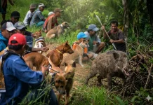 Komunitas Pemburu Babi Hutan Dapat Dijerat Hukum Pidana dan Menjadi Tersangka