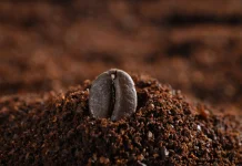 Jangan Langsung Dibuang, Ampas Kopi Ternyata Bisa Menyuburkan Tanaman