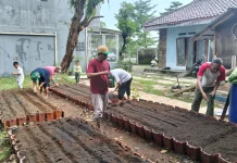 Panen Kangkung Perdana Warga Laladon Wujudkan Kemandirian Pangan Bersama