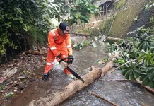 Pohon Tumbang Timpa Rumah dan Halangi Aliran Sungai Cibalok Pakuan