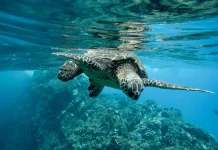 World Sea Turtle Day, Penyu Sang Penjaga Ekosistem Laut