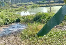 Petani Ikan di Kemang Bogor Mulai Terdampak akibat Kemarau