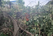 Dahan Pohon Rambutan Patah Timpa Halaman Belakang Perkantoran di Jalan Ahmad Yani