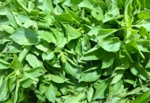 Kemangi, Daun Wangi yang Lebih dari Sekadar Lalapan