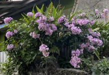 Mansoa alliacea Bunga Ungu dengan Aroma Bawang Putih