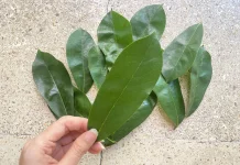 Mengenal Daun Sirsak sebagai Tanaman Herbal yang Kaya Manfaat