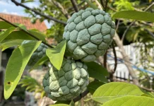 Buah Srikaya: Buah Tropis dengan Rasa Manis dan Beragam Manfaat