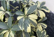 Walisongo Variegata: Tanaman Hias Cantik dengan Corak Daun Unik