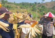 Polsek Citereup Panen Jagung Hibrida Dorong Ketahanan Pangan