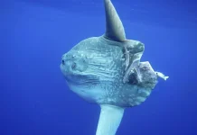 Rahasia Zirah Alami Ikan Mola-Mola, Tetap Hidup meski Digigit Predator