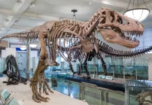 Kerangka Tyrannosaurus Rex Terlengkap Siap Pecahkan Rekor Lelang Dunia