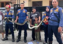 Damkar Cibinong Evakuasi Ular Sanca Batik dari Rumah Warga di Bojong Gede