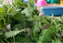 Jelatang: Tanaman Liar dengan Potensi Nutrisi Tinggi