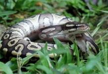 World Snake Day, Ular Punya Peran Penting bagi Keseimbangan Alam
