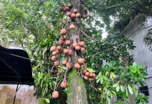 Mengenal Pohon Kanon Koleksi Kebun Raya Bogor
