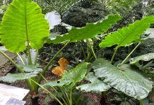 Pesona Giant Taro Tampilkan Daun Raksasa di Kebun Raya Bogor