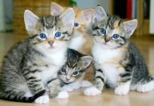 Mengapa Warna Mata Anak Kucing Berubah saat Dewasa? Ini Alasan Uniknya