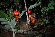 Bencana Angin Kencang Tumbangkan Pohon Mendi di Rancamaya