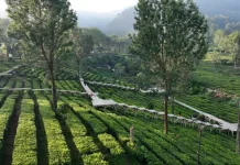 Agrowisata Gunung Mas Puncak Bogor jadi Daya Tarik Wisatawan saat Musim Kemarau