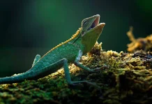World Lizard Day, Mengenal Reptil yang Punya Peran Penting di Ekosistem