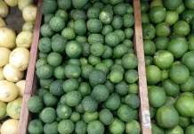 Ragam Jeruk dan Kegunaannya di Dapur