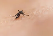 Waspada! El Nino Bawa Kemarau Ekstrem di Jabodetabek, Ancaman Nyamuk Makin Nyata