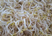 Benarkah Tauge Bisa Membuat Lebih Subur?