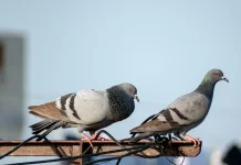 Fakta Unik Burung Merpati, Simbol Kesetiaan dan Kedamaian