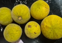 Mengenal Buah Kecapi, Rasa, Kandungan Vitamin, dan Manfaat bagi Tubuh