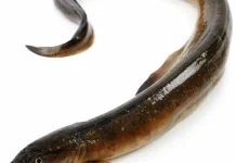 Tak Disangka, Omega-3 Sidat Lampaui Kandungan Salmon