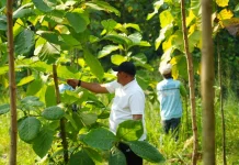Hutan Kota Diperluas, Pemkab Bogor Perkuat Komitmen Lingkungan