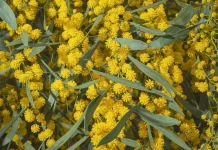 Hari Wattle 1 September, Tradisi Australia Menyambut Musim Semi