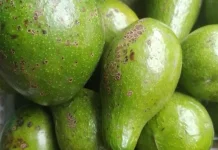 Alpukat, Buah Kaya Manfaat yang Banyak Dicari untuk Diet