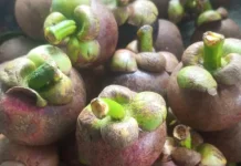 Ketahui Manfaat dan Kandungan Buah Manggis dan Kulitnya bagi Kesehatan