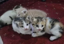 Ketahui 3 Hal Baik dan Buruk Memelihara Banyak Kucing Liar