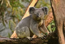 Tersisa Kurang dari 80 Ribu di Alam Liar, Koala Kini Terancam Punah